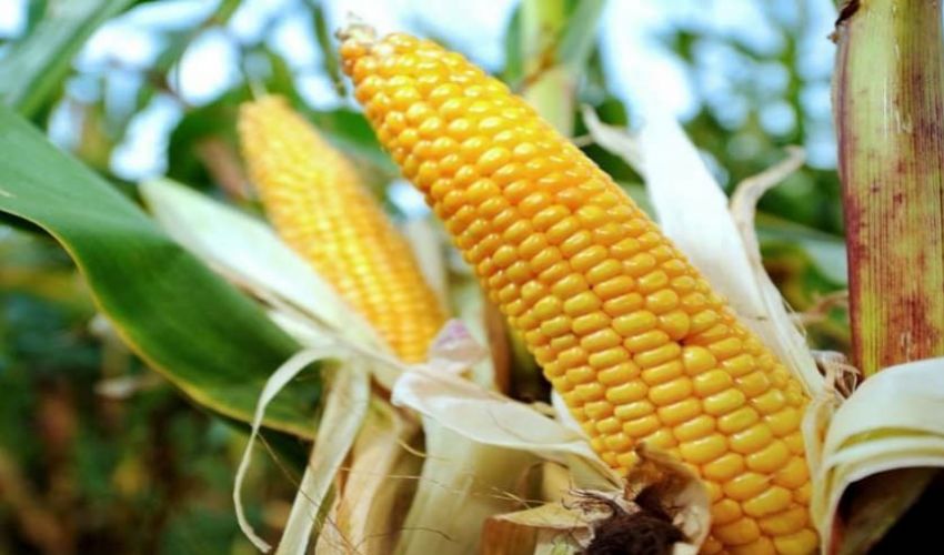Agricoltura, OGM: da studio Ue emerge che servono nuove norme