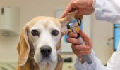 Detrazione spese veterinarie 2021: cos’è come funziona e nuovo importo