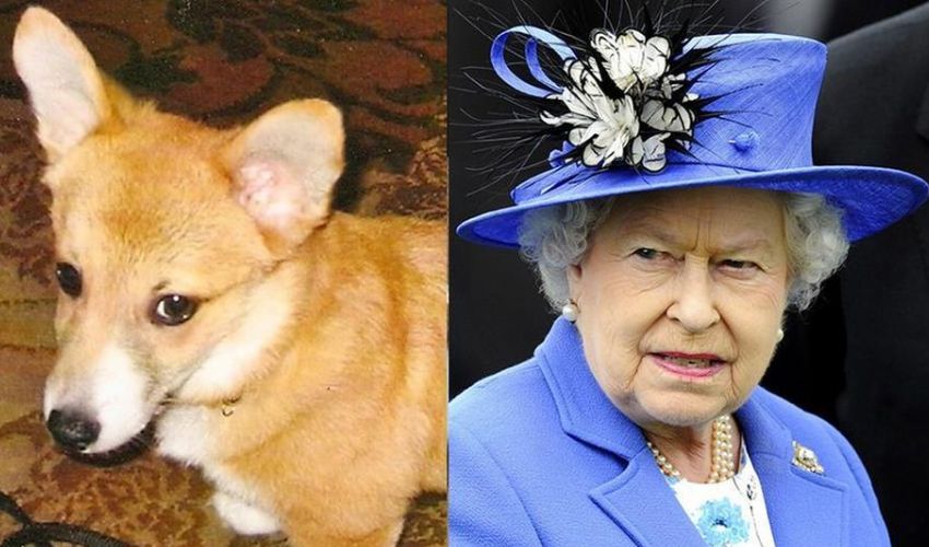 Regina Elisabetta: “distrutta” dopo la morte del cucciolo Fergus