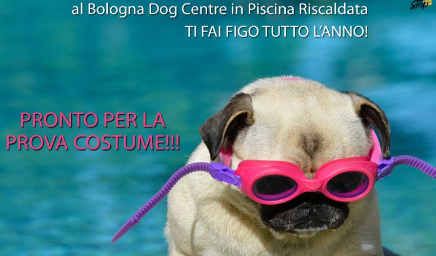 SPA, terme e palestra per gli amici a 4 zampe: è il Bologna Dog Centre