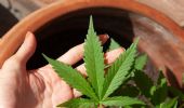 Cannabis, primo sì alle piante in casa: cosa si può fare e cosa no