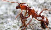 La formica di fuoco in Italia: impatto devastante sugli ecosistemi
