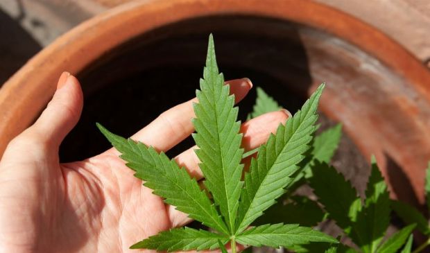 Cannabis, primo sì alle piante in casa: cosa si può fare e cosa no