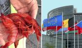 La “battaglia del gambero rosso”: la Liguria contro l’Unione europea