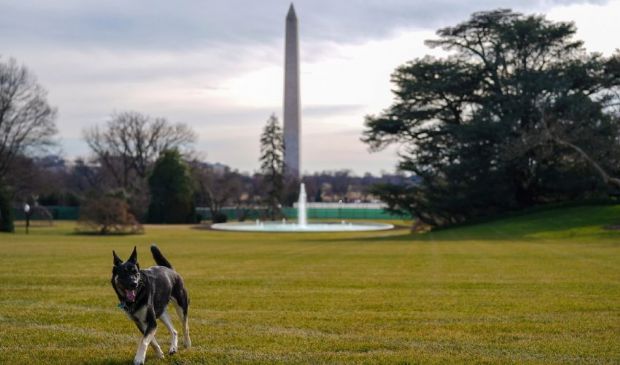 Champ e Mejor, i cani di Joe Biden sono arrivati alla Casa Bianca