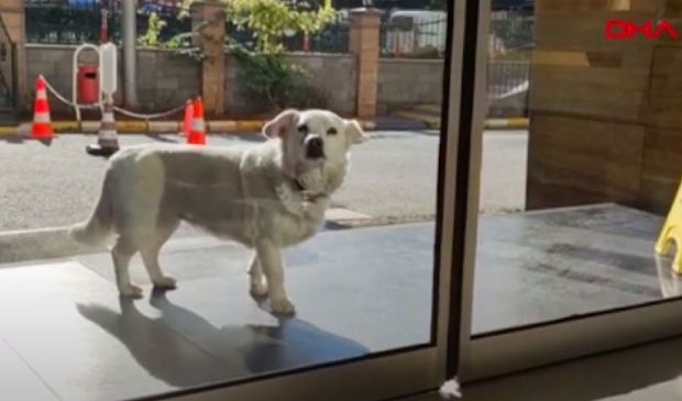 Turchia: il padrone è ricoverato, il cane aspetta fuori dall’ospedale