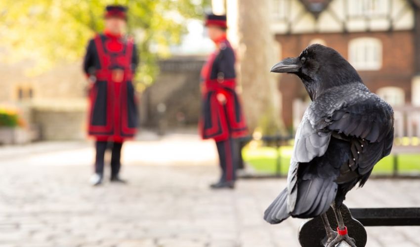 Torre di Londra, sparito il corvo Merlina: si teme ora la profezia