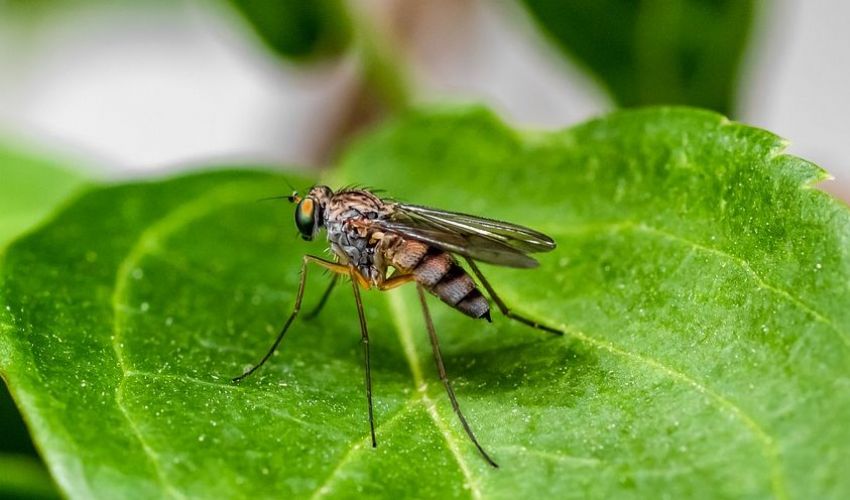 Allarme zanzare: Italia prima in Europa per numero di malattie virali