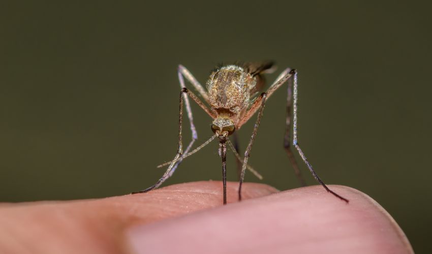 Dengue in Umbria: allarme contenuto ed interventi di sanificazione