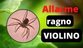 Preoccupazione per il ragno violino: cos’è e come difendersi 