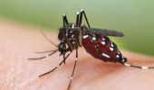 Dengue, Italia in allarme: controlli rafforzati e vaccino in arrivo