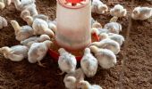 Influenza aviaria H5N1: tra latte e acque reflue, il rischio è reale?
