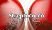 Streptococco, il “debito immunologico” diventa una nuova vulnerabilità