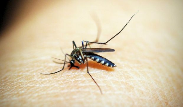 Dengue in Italia: allerta e azioni di prevenzione contro le zanzare