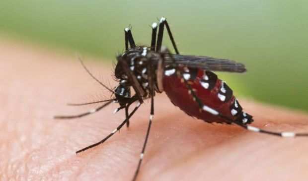 Dengue, Italia in allarme: controlli rafforzati e vaccino in arrivo