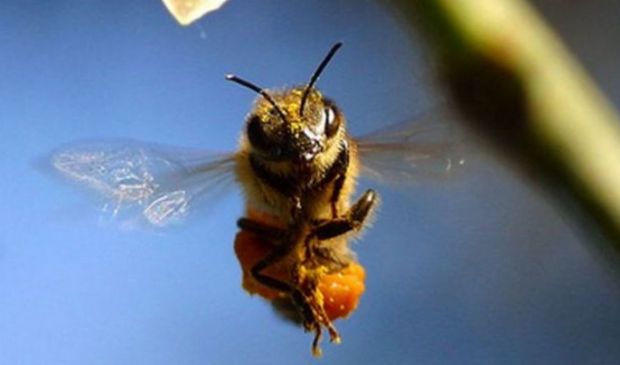 Puntura vespa, ape e calabroni: cosa fare e rimedi gonfiore e bruciore
