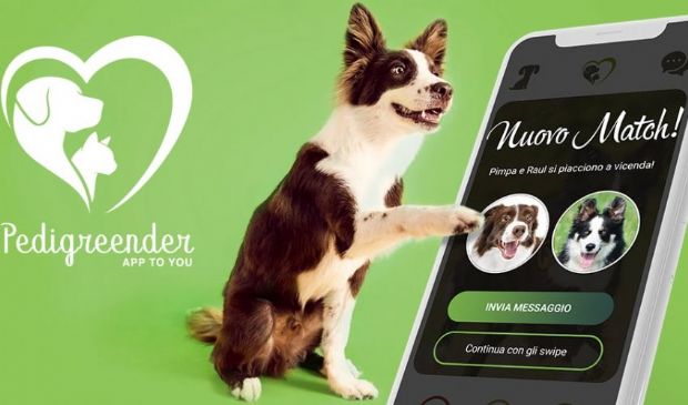 Pedigreender, l’app di incontri per cani e gatti: come funziona