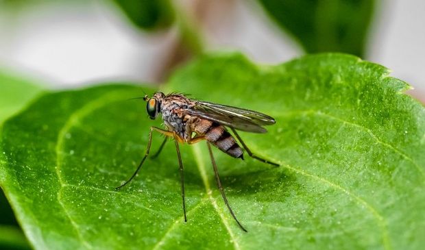 In Florida “liberate” le prime zanzare geneticamente modificate